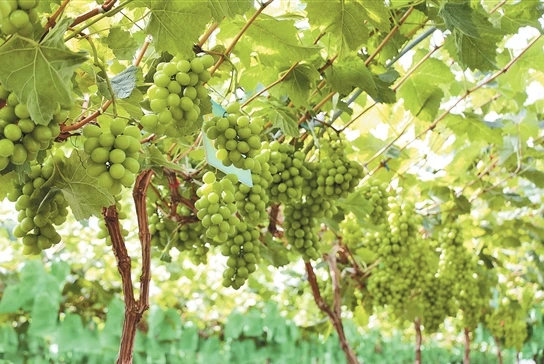 葡萄“顶流”阳光玫瑰,怎么就败给巨峰了