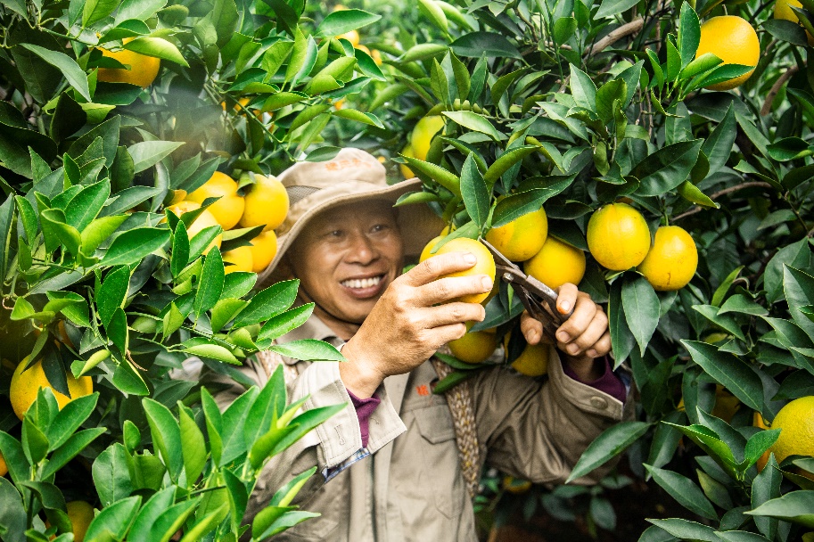 褚橙开采！本来生活网现场直击丰收盛况