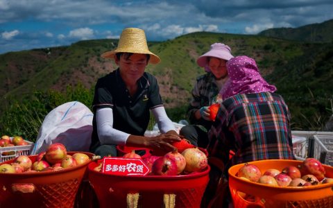 拼多多最新财报：抢占海外消费旺季，助力中国制造加速出海