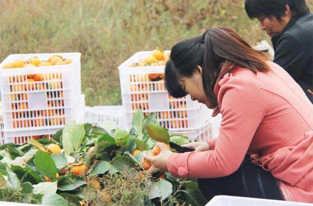 拓宽生鲜加工产业链，永辉自有品牌永辉农场推出“溏心冰柿”