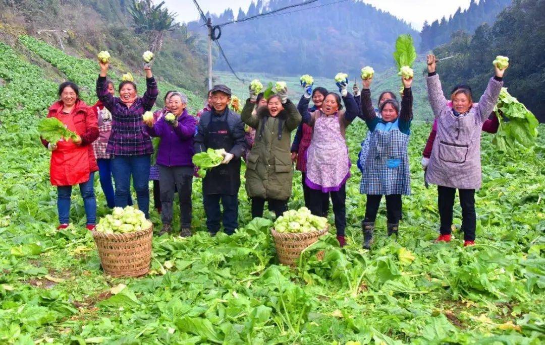 涪陵榨菜如何“榨”出新价值？