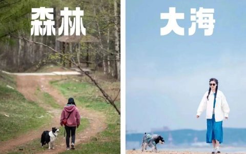 跟在猫狗身后赚钱，他们年入千万