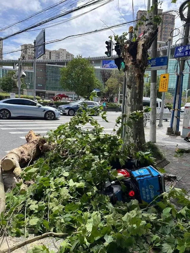 上海行道树折断倒伏，途经闪送小哥被砸身亡